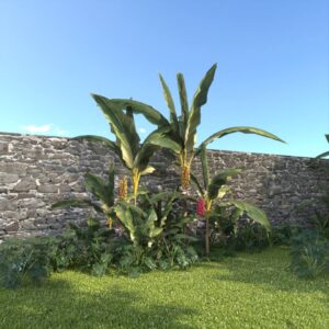 Cây chuối (file Proxy)