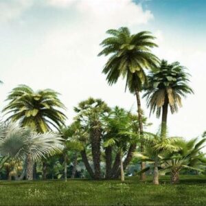 100 Big Plants- Sketchup Models