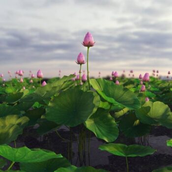 Lotus - Sketchup Models