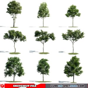 3d Trees Sketchup Models - Free Download