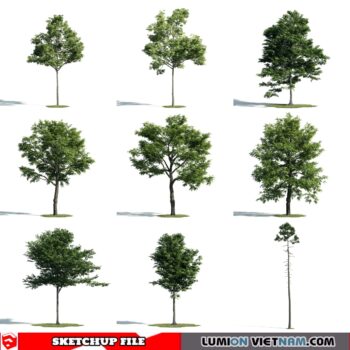 3d Trees Sketchup Models - Free Download