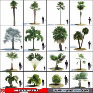 3d Palm Trees Sketchup Models - Free Download