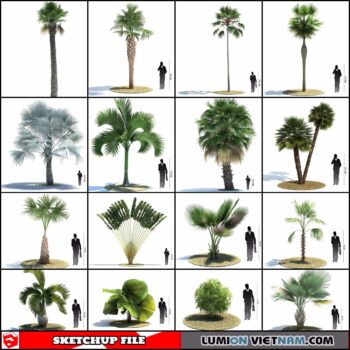 3d Palm Trees Sketchup Models - Free Download