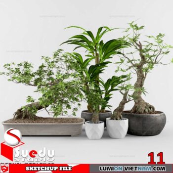Bonsai Tree By Suedu Sketchup Model