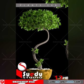 Bonsai Tree By Suedu Sketchup Model