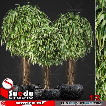 Bonsai Tree By Suedu Sketchup Model