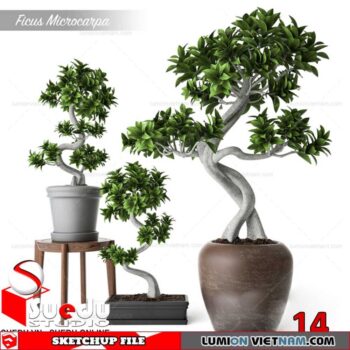Bonsai Tree By Suedu Sketchup Model