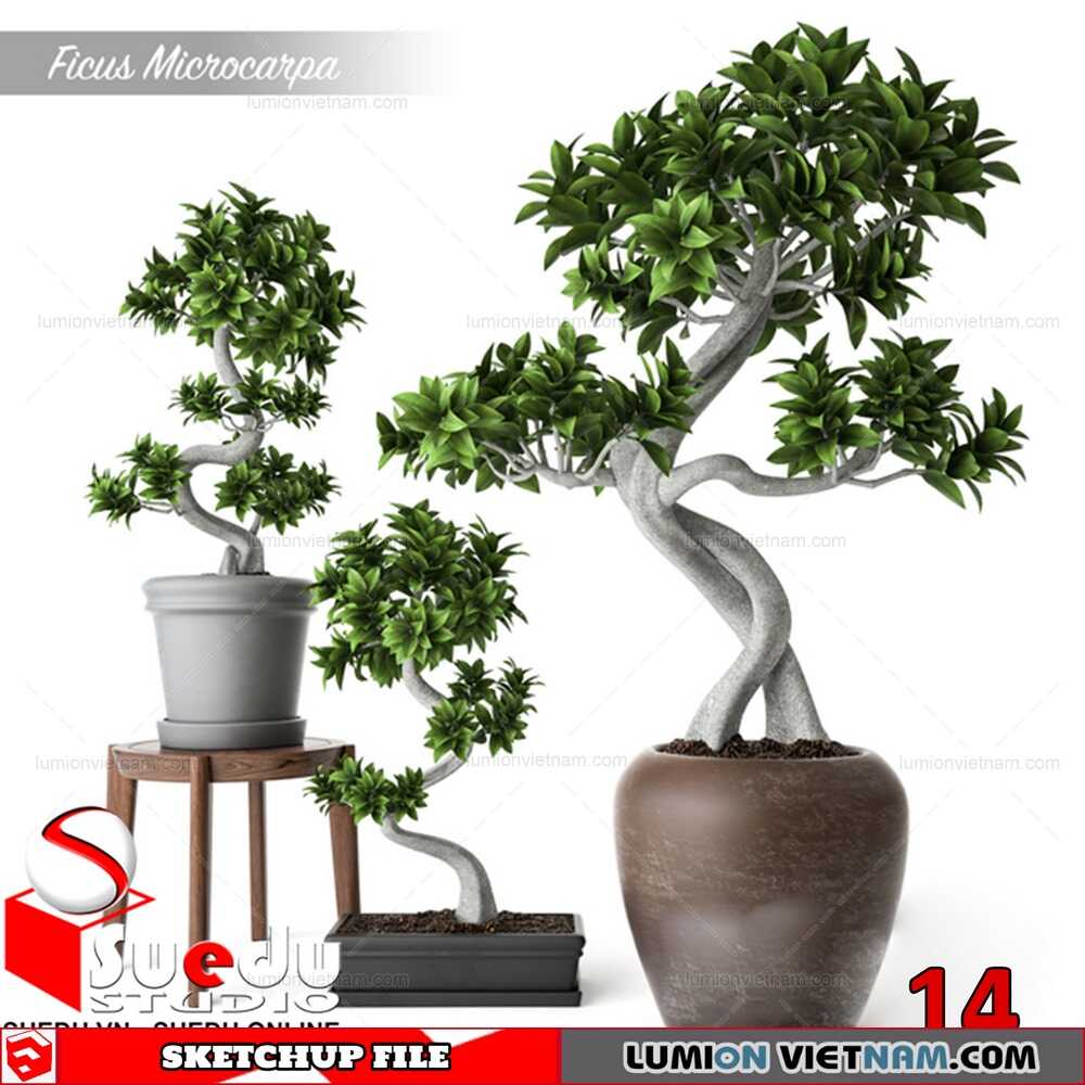 Bonsai-Tree-(14)-Sketchup-Models