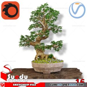 Bonsai Tree By Suedu Sketchup Model