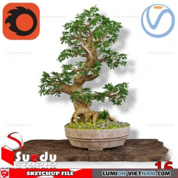 Bonsai Tree By Suedu Sketchup Model