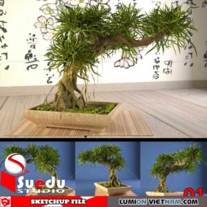 Bonsai Tree By Suedu Sketchup Model