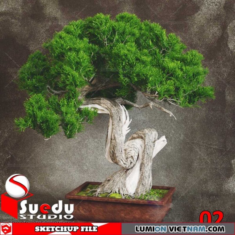 Bonsai Tree By Suedu Sketchup Model