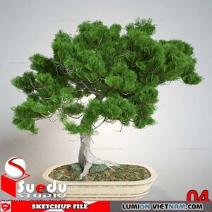 Bonsai Tree By Suedu Sketchup Model