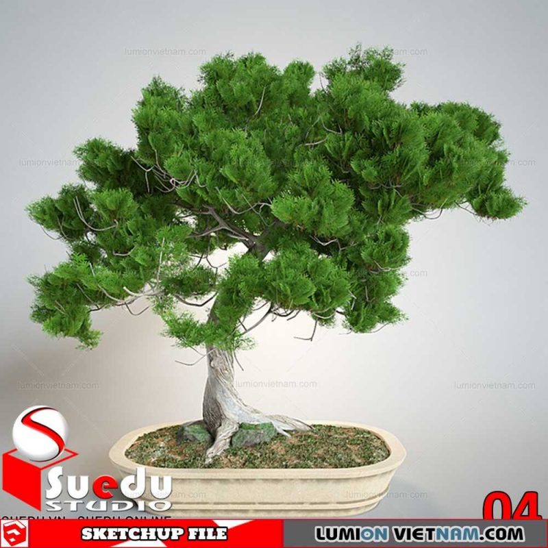 Bonsai Tree By Suedu Sketchup Model