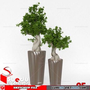 Bonsai Tree By Suedu Sketchup Model