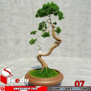 Bonsai Tree By Suedu Sketchup Model