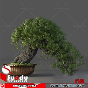 Bonsai Tree By Suedu Sketchup Model