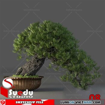 Bonsai Tree By Suedu Sketchup Model