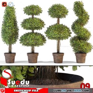 Bonsai Tree By Suedu Sketchup Model