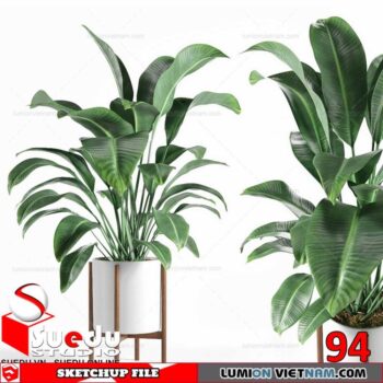 Plant By Suedu Sketchup Model