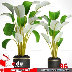 Plant By Suedu Sketchup Model