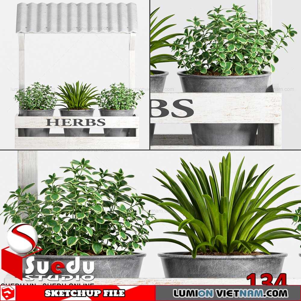 Plant-(13)-Sketchup-Models