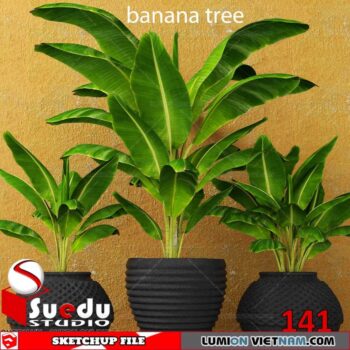 Plant By Suedu Sketchup Model