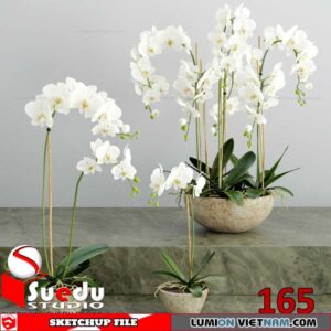 Plant By Suedu Sketchup Model