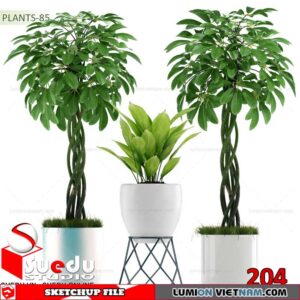 Plant By Suedu Sketchup Model