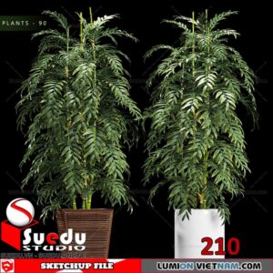 Plant By Suedu Sketchup Model