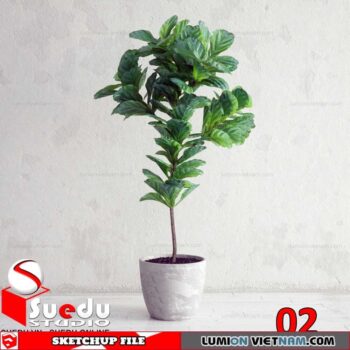 Plant By Suedu Sketchup Model