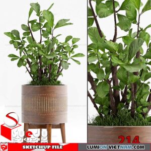 Plant By Suedu Sketchup Model