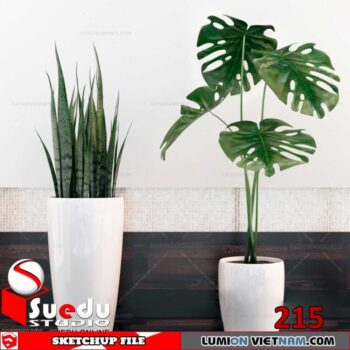 Plant By Suedu Sketchup Model