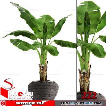 Plant By Suedu Sketchup Model