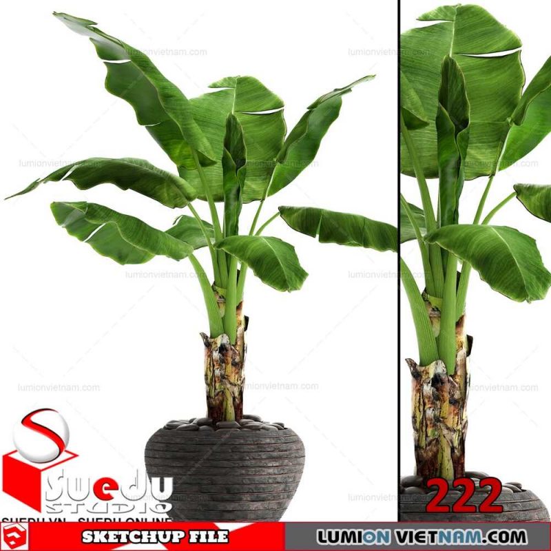 Plant By Suedu Sketchup Model