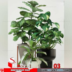 Plant By Suedu Sketchup Model
