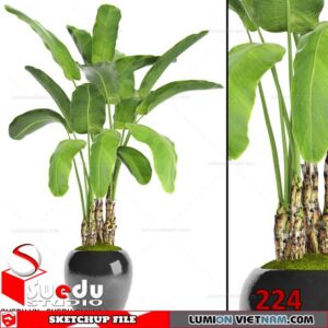 Plant By Suedu Sketchup Model