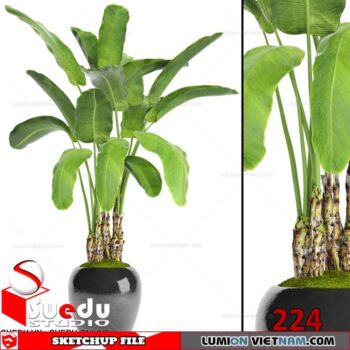 Plant By Suedu Sketchup Model