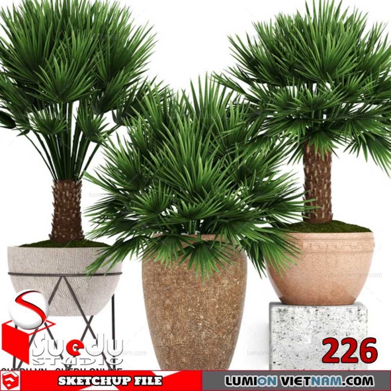 Plant By Suedu Sketchup Model