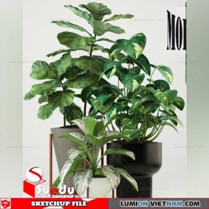 Plant By Suedu Sketchup Model