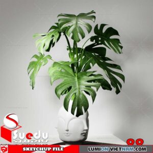 Plant By Suedu Sketchup Model