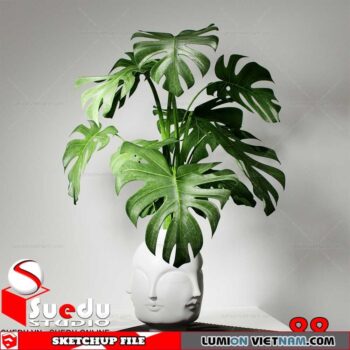 Plant By Suedu Sketchup Model