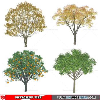 Tree - Sketchup Models