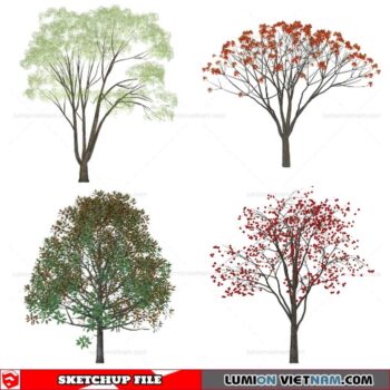 Tree - Sketchup Models