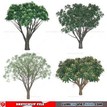 Tree - Sketchup Models