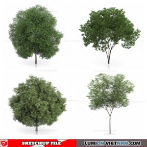 Tree - Sketchup Models By Sketchuparchive