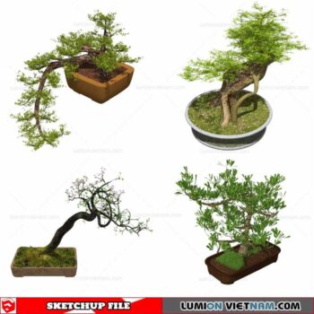 Bonsai Tree - Sketchup Models By Cuong Covua