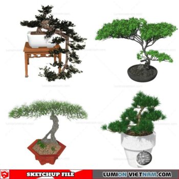 Bonsai Tree - Sketchup Models By Cuong Covua