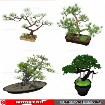 Bonsai Tree - Sketchup Models By Cuong Covua