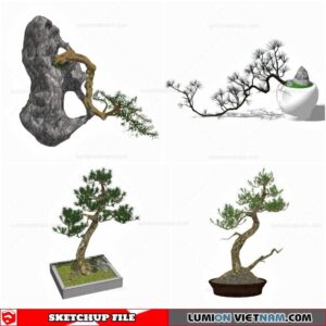 Bonsai Tree - Sketchup Models By Cuong Covua